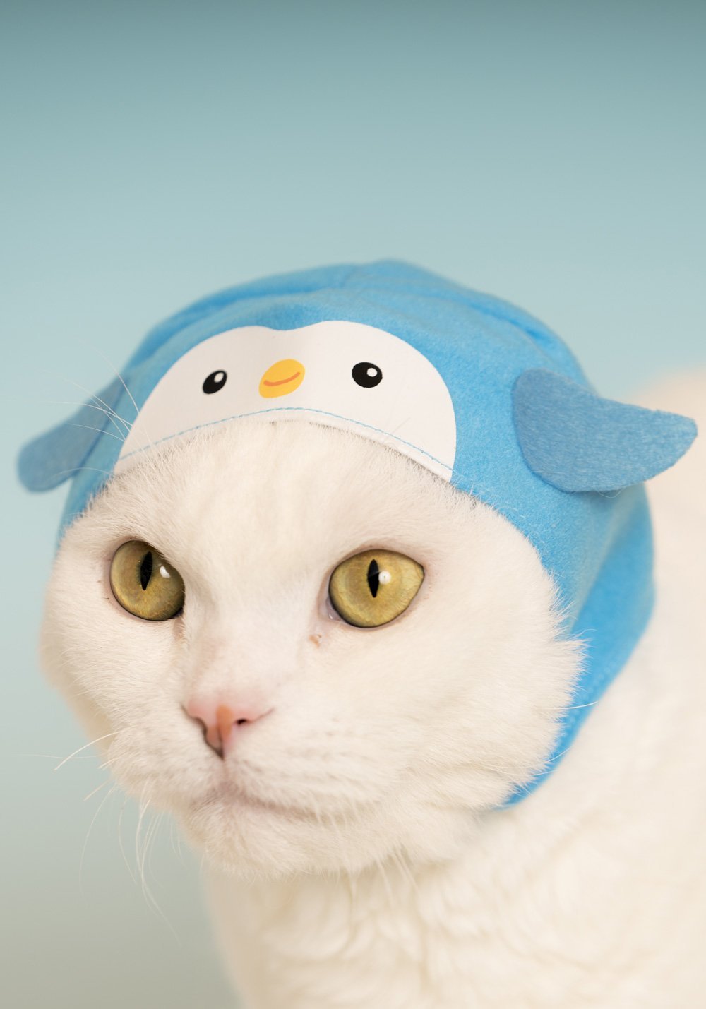 Cat Cap Aquarium Blind Box - Kutame